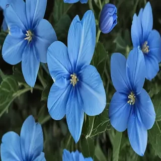 transparent blue flowers