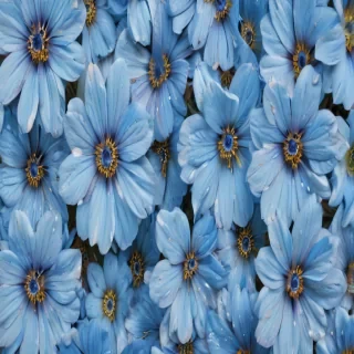 background blue flower