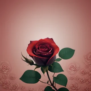 rose flower background