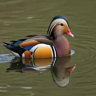 mandarin duck