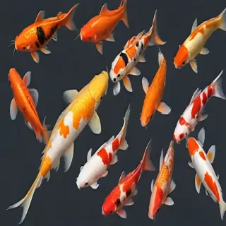 koi fish png