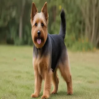 australian terrier dog breed