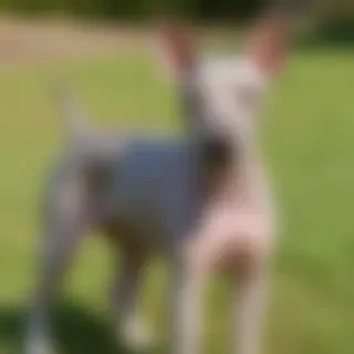 american hairless terrier