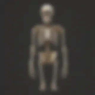 skeleton transparent background