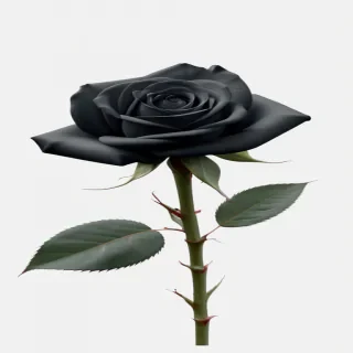 black rose png