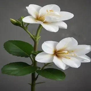 aesthic flower