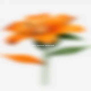 orange flower png