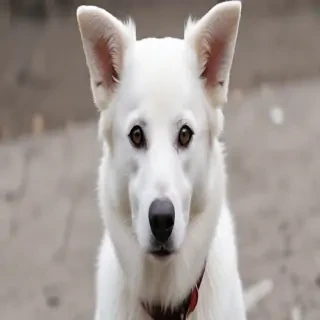 white dog