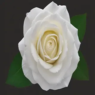 white roses png