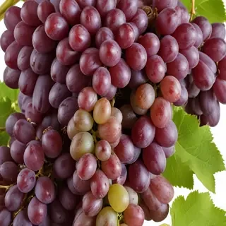grapes png