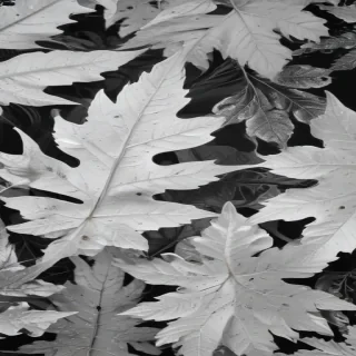 leaf white and black