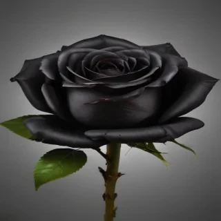 black roses png