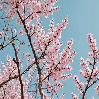 spring aesthetic desktop wallpaper