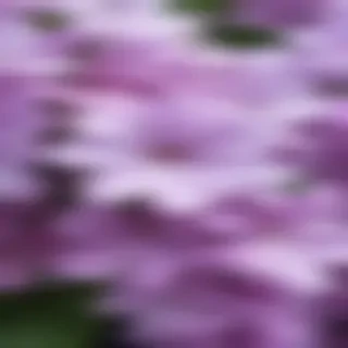lilac iphone wallpaper