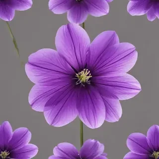 transparent purple flower