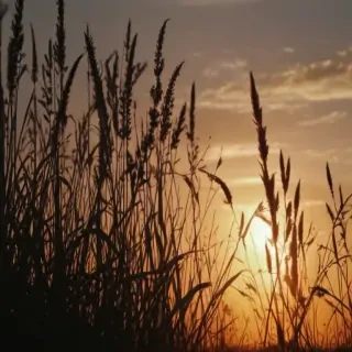 grass silhouette