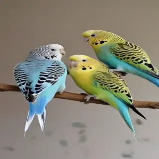 budgies