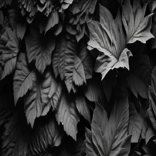 black and white iphone wallpaper
