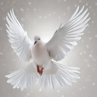 png dove