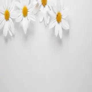 white background flower