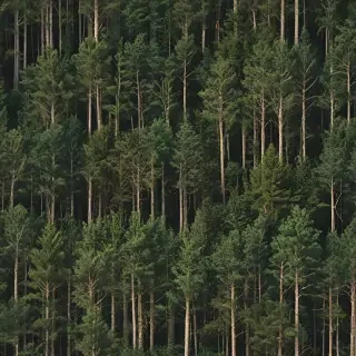 trees background