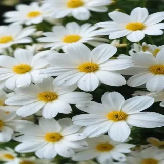 white flowers wallpaper iphone