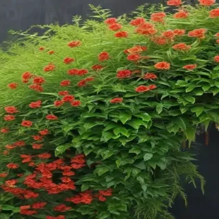 zoom background plants