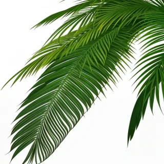 palm leaves png