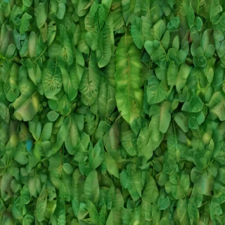 leaf background green