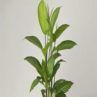 indoor plant png