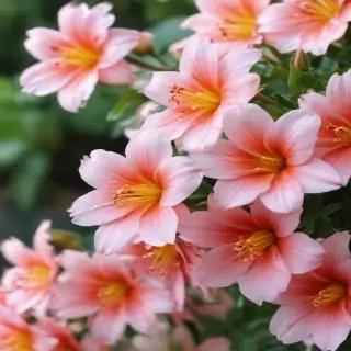 cute flower wallpaper