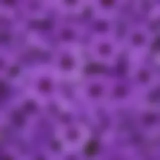 purple flowers background