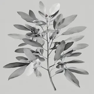 eucalyptus clipart black and white