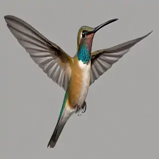 humming bird png