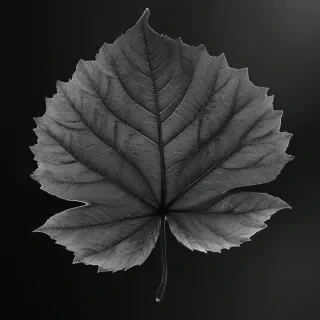 leaf images black and white