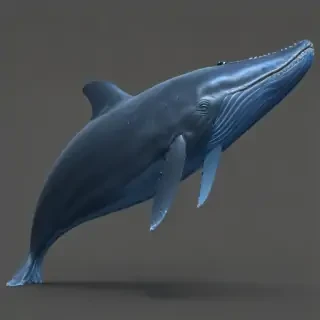 blue whale png