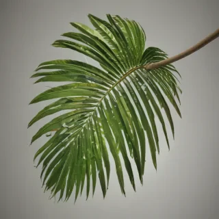 palm tree leaf png
