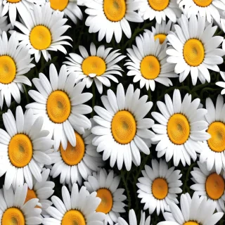 iphone daisy wallpaper