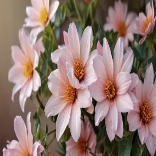 iphone backgrounds floral