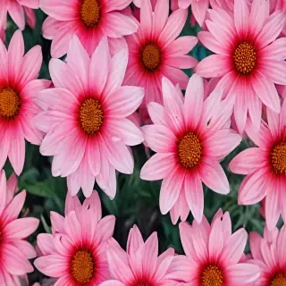 wallpaper iphone flower