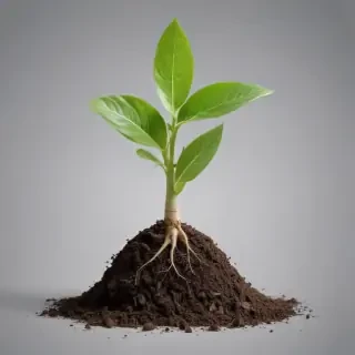 seedling png