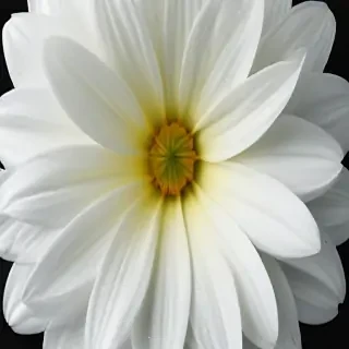 iphone white flower wallpaper