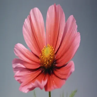 cosmos flower