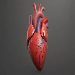 human heart png