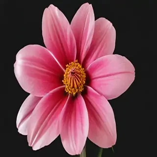 flower no background