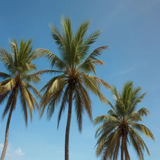 palm tree background