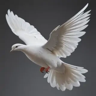 dove png