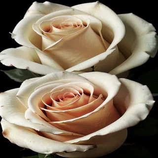 white rose on black