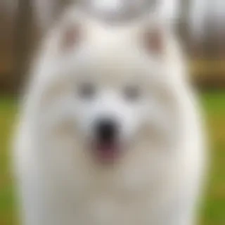 samoyed dog breed