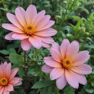 iphone wallpaper nature flowers